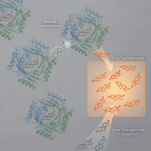 The Dual Lever Solution