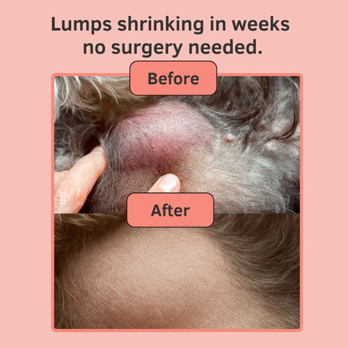 Turkey Tail+ Probiotic