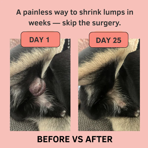 Turkey Tail+ Probiotic